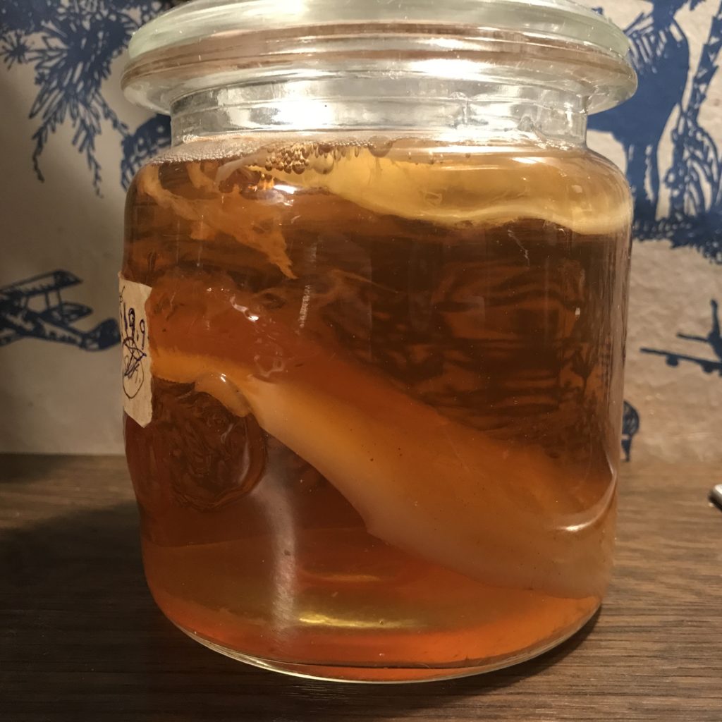 Kombucha