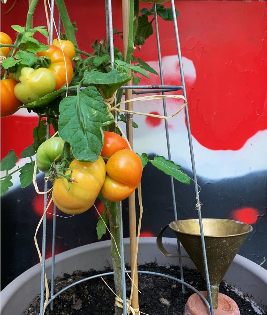 Tomaten Vierländer Platte