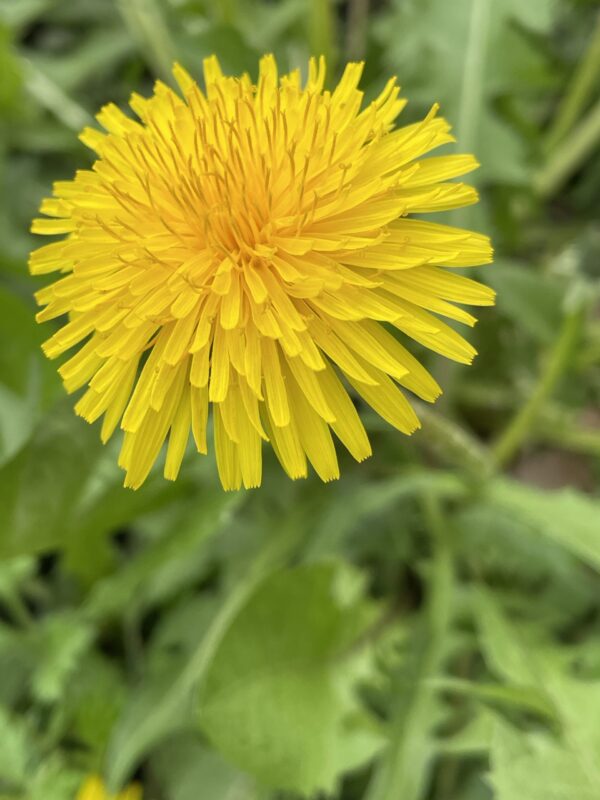 Löwenzahn Löwenzahn